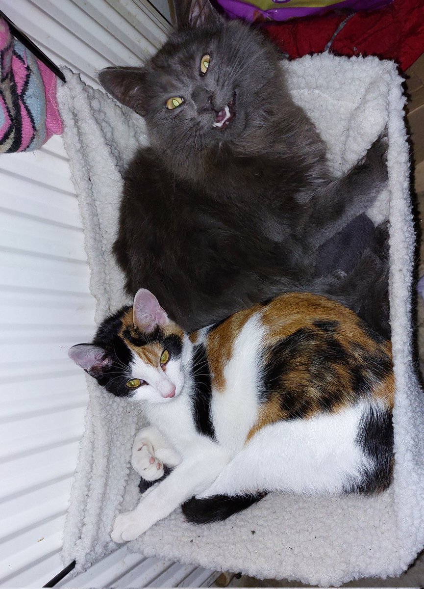 vicky hayman tweet media