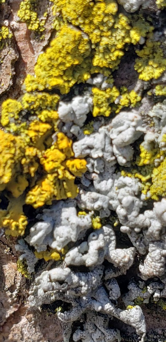 DCPSEco's tweet photo. @DCPSschool got up close with Nature for Earth Day. Do you know what this is? https://t.co/iznMf0YRlL