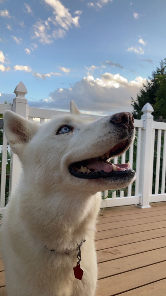 It is with a heavy heart to say that our beloved Mystic passed away April 19, 2022. She was surrounded by her loved ones. She lived a life full of love, happiness, pets, walks, and cheese. She lived a life that most dogs could only dream about. We love &amp; miss her dearly ❤️