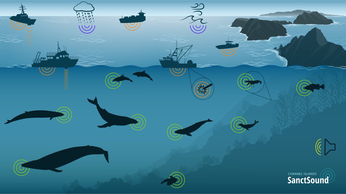 What does a marine sanctuary sound like? 🐋🔊 <a href="/Sanctuaries/">Sanctuaries (NOAA)</a>' new SanctSound web portal allows you to explore the acoustic richness of the underwater world, aka the marine soundscape. Researchers with <a href="/Scripps_AEL/">Scripps Acoustic Ecology</a> &amp; <a href="/Scripps_MBARC/">Scripps Marine Bioacoustics Research Collaborative</a> contributed to the project: sanctsound.portal.axds.co/#