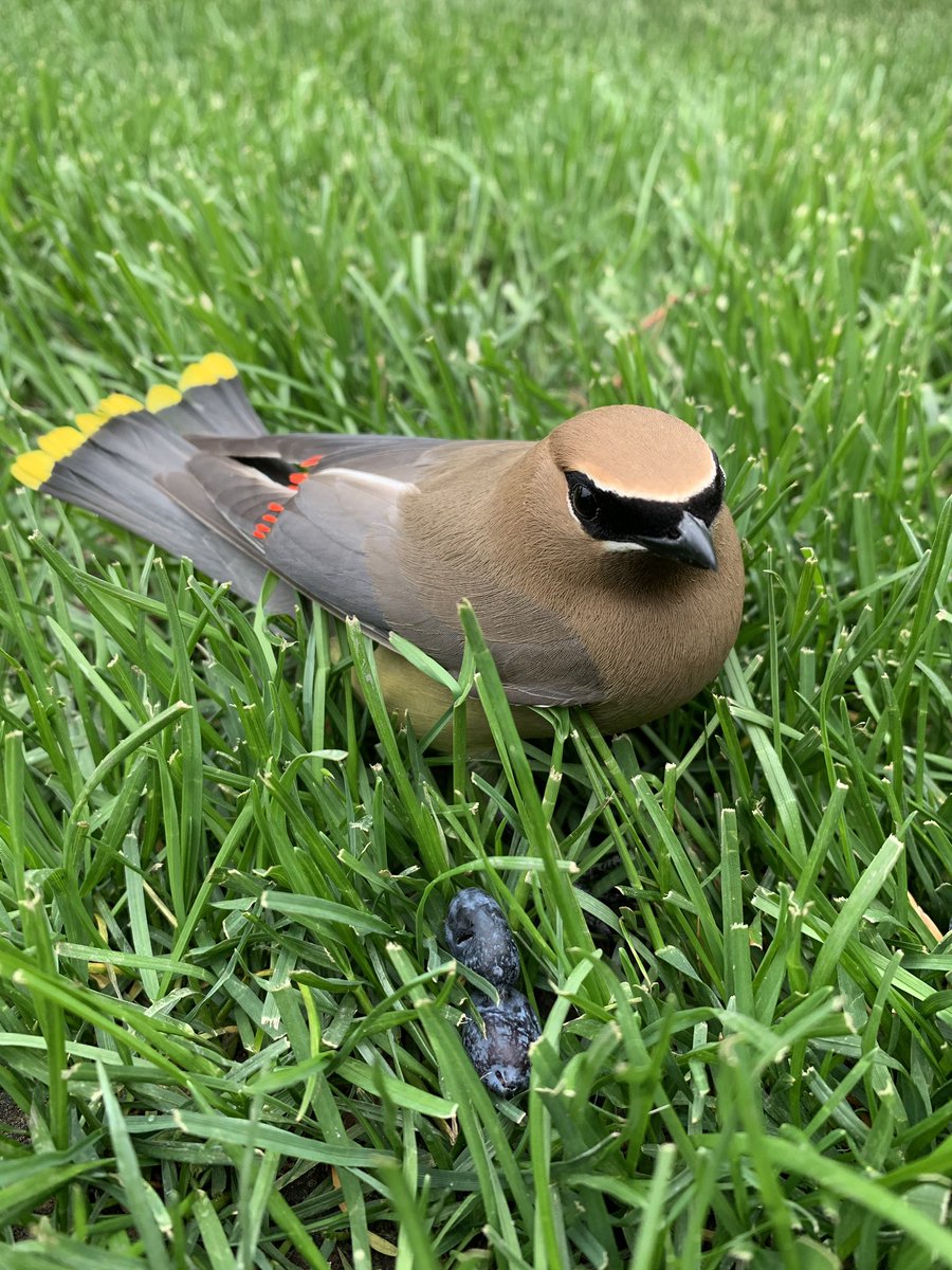 rox_rocks13's tweet photo. @jannarden Cedar wax wing hit glass on our deck, or was drunk from fermented berries. Placed him in our dog kennel, safe from neighbors cat until he perked up so we could set it free. Gorgeous colouring! https://t.co/QJS525TzAX