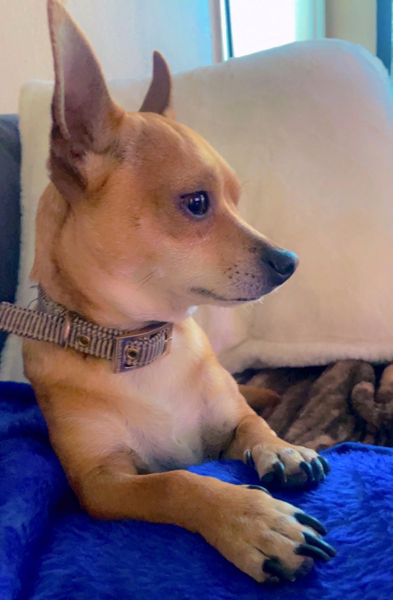 PetsFurPeople's tweet photo. @KLTVWX 
Willie Nelson (yorkie) &amp; Nugget (chihuahua) https://t.co/CmYUc6XfIS