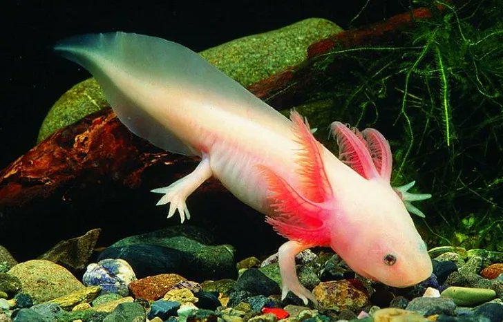 TracyAnNFT's tweet photo. @yutong1147 @Whiskers_NFT @whiskerico Axolotl - the funny Chronoton salamander @jinlinyu1 @stonksmaster2 @jbin_ft https://t.co/aS6QrLGwCv