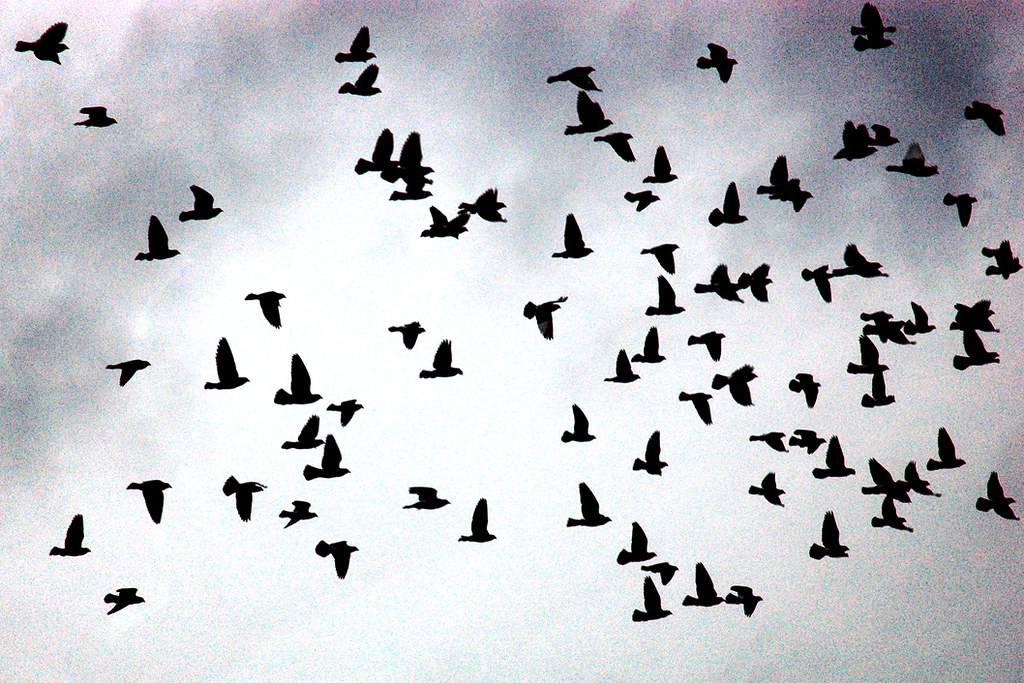 Птица восприятия. Стая птиц. Много птиц. Птицы разлетаются. Много птиц в небе.