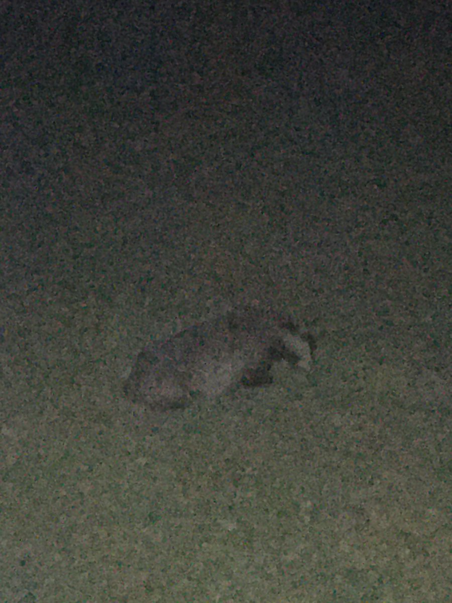 Zippy38's tweet photo. Saw the badger! Got a few rubbish pictures before dastardly and mutley started barking and scared it off! https://t.co/ydiLKOIzXf