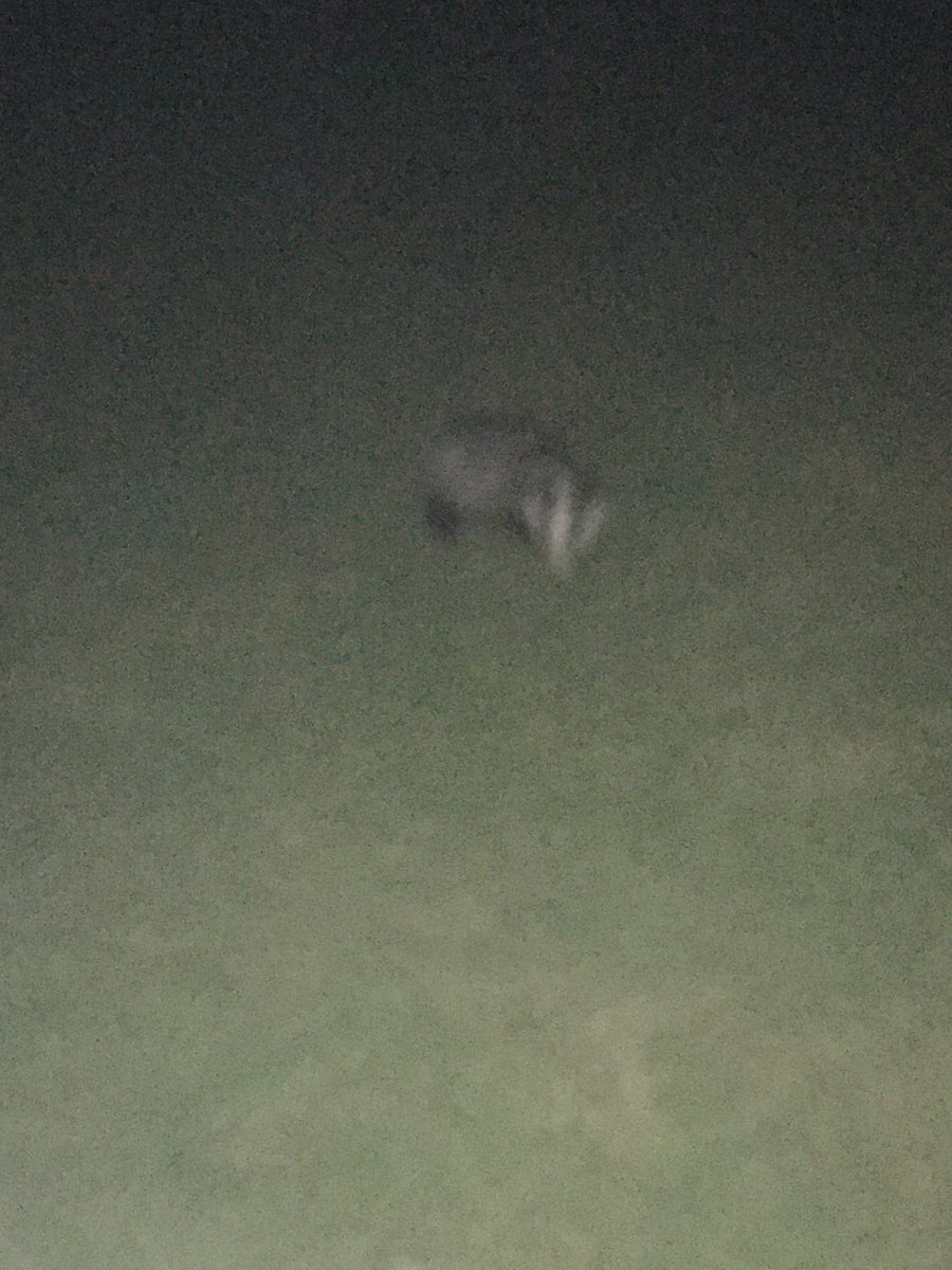 Zippy38's tweet photo. Saw the badger! Got a few rubbish pictures before dastardly and mutley started barking and scared it off! https://t.co/ydiLKOIzXf