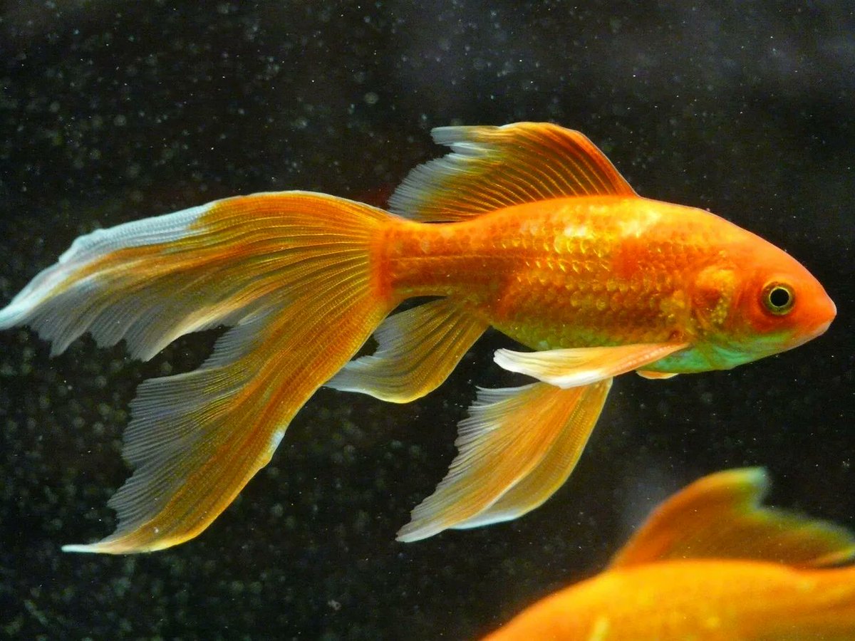 AmyLiuNFT's tweet photo. @yutong1147 @Whiskers_NFT @whiskerico @burnt_hell @sirkemzly @mrkkooz @montecrosss Goldfish-Goldfish-Goldfish-Goldfish-Goldfish https://t.co/tMhDfUXgzi
