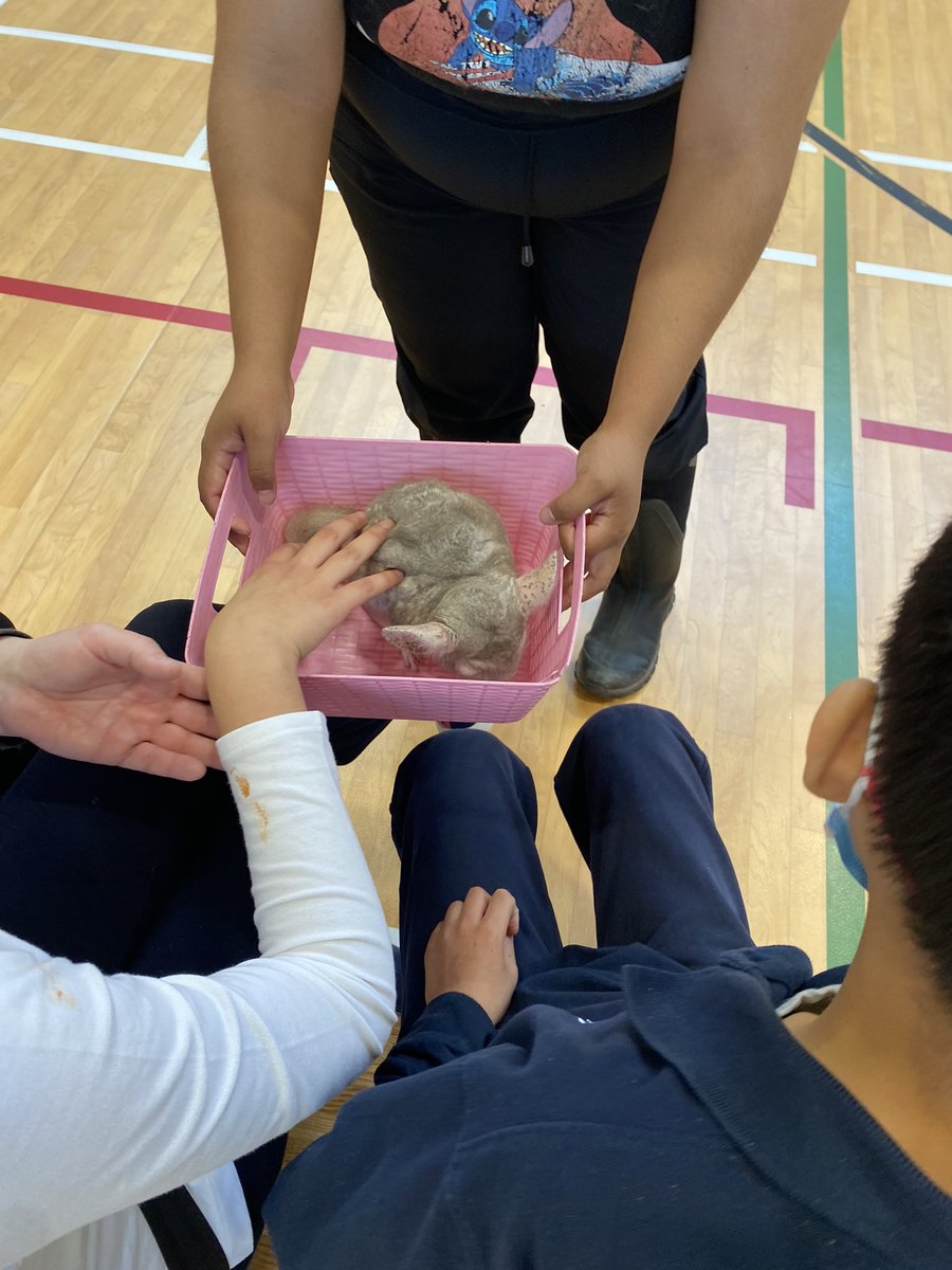 We celebrated Earth Day by having a special visit with many of God’s creatures from @HandsOnExotics. Ss loved seeing and feeling how unique these animals were, and took such care to be gentle with each one 🥰🌎
@StGregoryHCDSB 

#EarthDay2022
#StewardsoftheEarth
#TheStGregoryWay