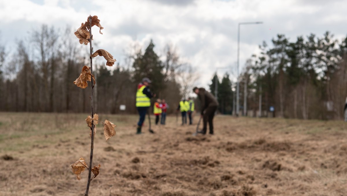 Touched down in🇵🇱to plant oak trees @EarthDay. PROUD of @LPanstwowe for being such a POSITIVE #LEADER in #Climate & #EnvironmentalLiteracy #ClimateChange #BioDiversity #RegenerativeForestry #GreenEconomy & #SDGs. @MKiS_GOV_PL @ESiarka @Kowalczyk_H @UNEP @EnergizersLLC. #DąbBartek