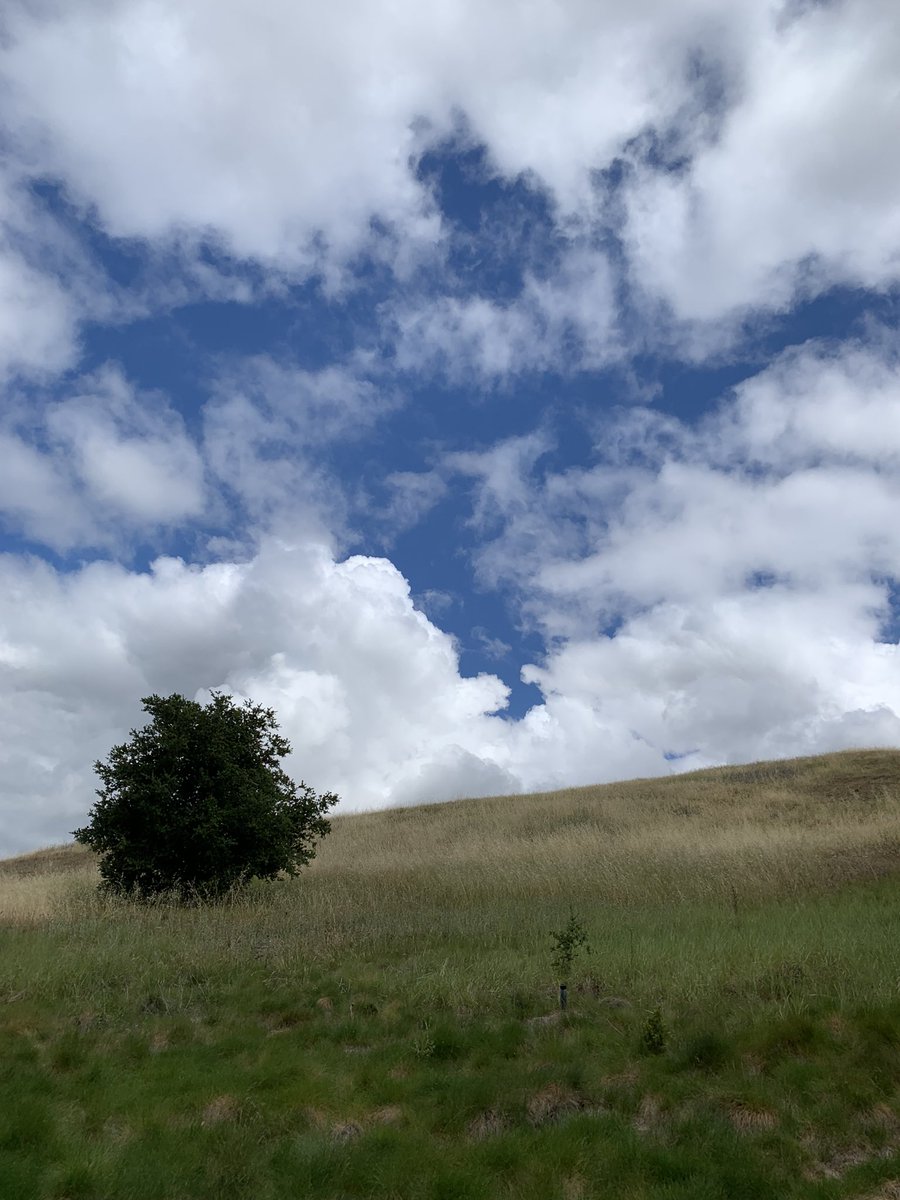 Nick Scappaticci tweet media