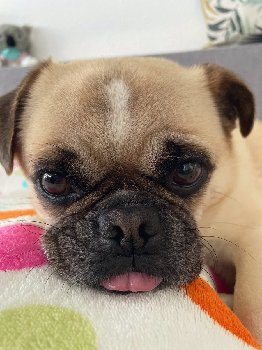 My dog has the cutest habit of poking his tongue out without noticing and I just cannot get over how adorable it is. Now you will all have to appreciate it too 🥰