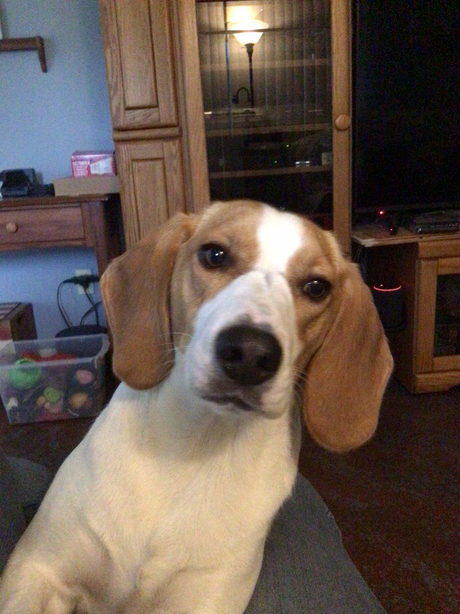 csfiske's tweet photo. Toby says Happy National Beagle Day.  #NationalBeagleDay https://t.co/XpCRVQ4jYG