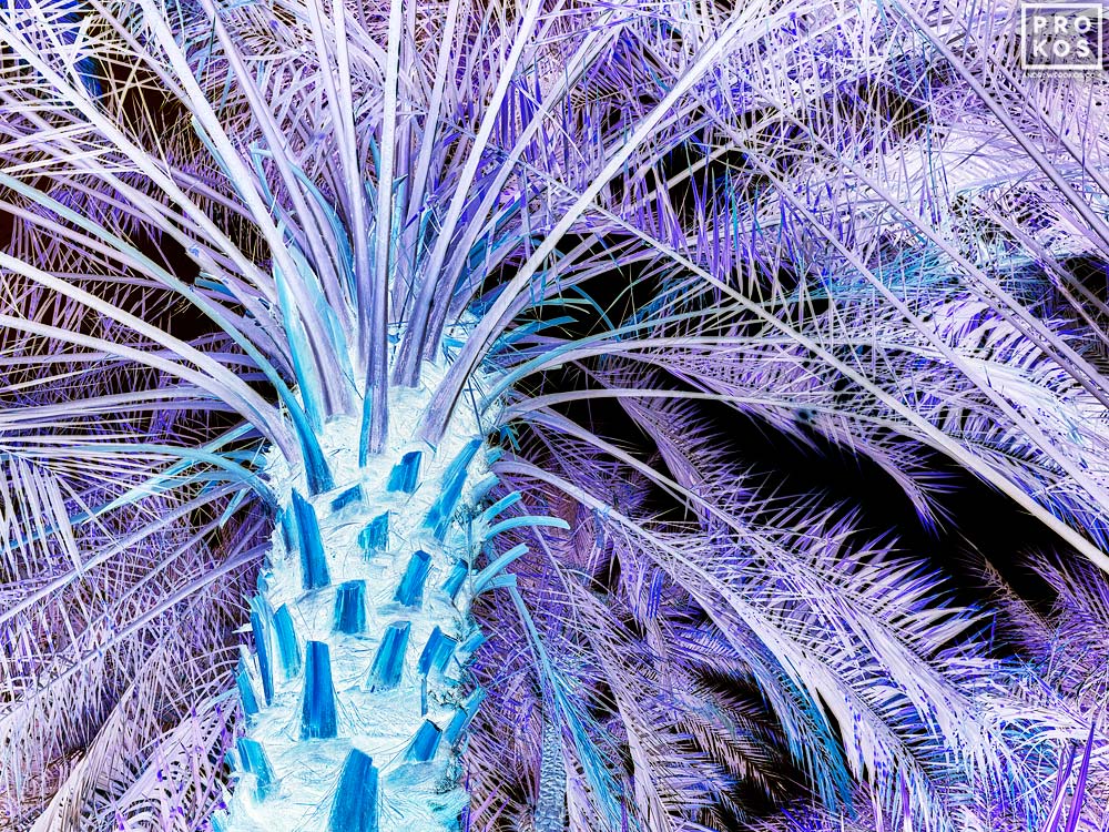 AndrewProkos's tweet photo. Inverted - Al Ain Palms # 2 - 54"x72" - https://t.co/1aqq2DVdXn

#EarthDay2022 #EarthDay #naturelovers #art #photography #photo #NFTdrop #artlover #andrewprokos #Artbeat #artwork #nft  #contemporaryart #uae #abudhabi #dubai #trees https://t.co/n96IOfn3AC