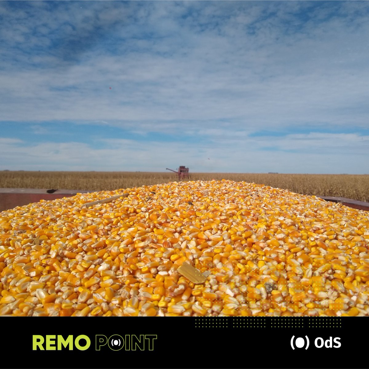 OdSagro's tweet photo. ¡Estate atento a nuestras redes para no perderte el informe! 🌽🗒️📊
#Agrodecisiones #PlanesDeSiembra #maíz #RemoPoint https://t.co/hnllFIDAl5