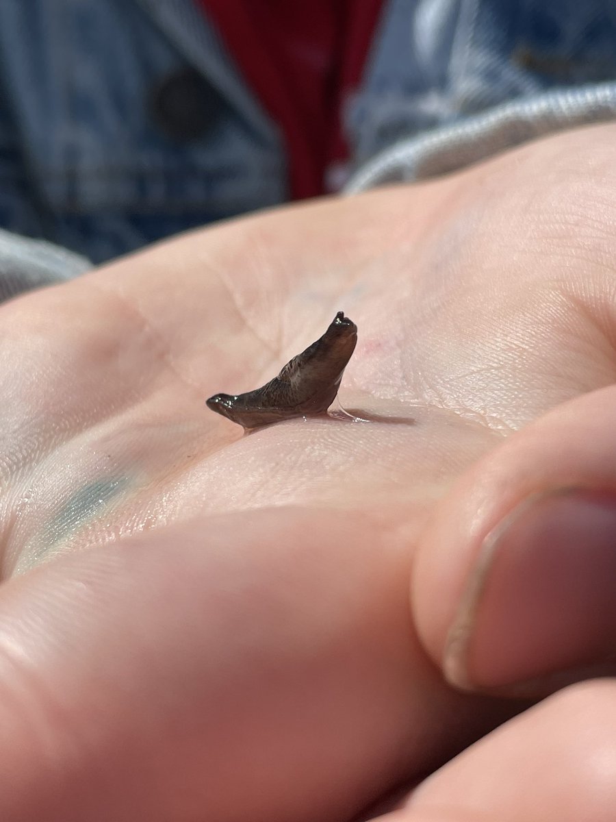 All creatures deserve to be treated with compassion and love. Seeing my students adopt this belief warms my heart! HAPPY EARTH DAY!🌎🐌