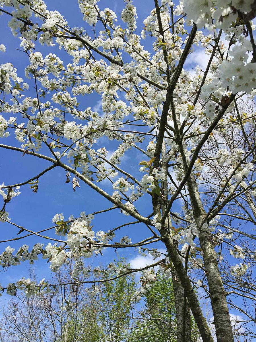 A beautiful time of year - cherry blossom brightening up the woodland. Here are a couple of pictures taken in Swallow Glade this week. The woodpeckers continue to elude me though...