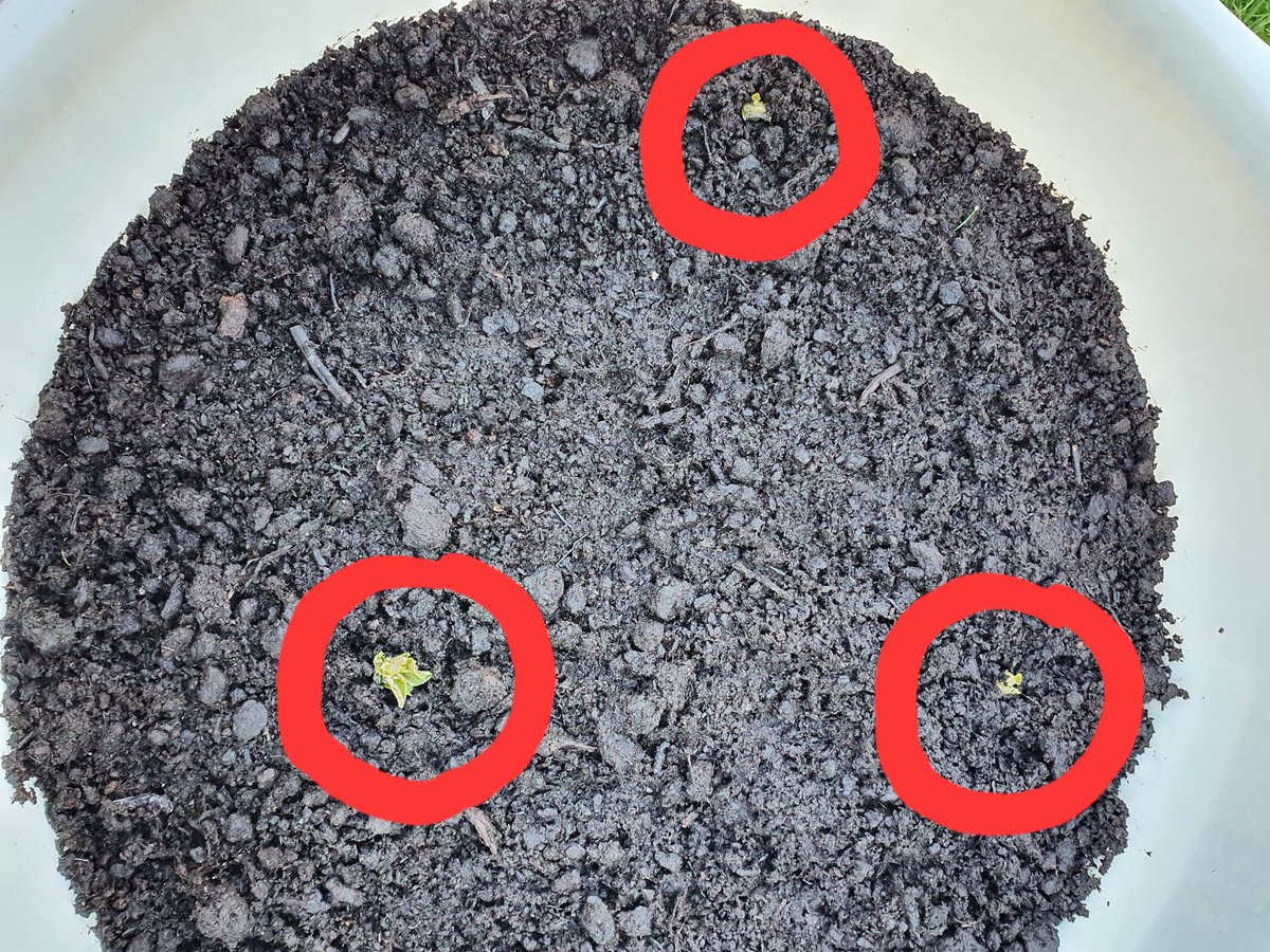 RHETAngusCI's tweet image. Friday tatty update, all tatties are through! Great opportunities for doing some maths - start collecting data, measuring the height of your tattie shaws and plotting against date. Do you think all your shaws will grow at the same speed? #RHET #mccain #scanstone #eastcoastviners