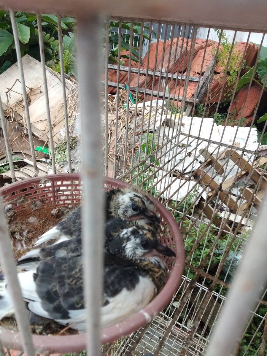 SSumartono's tweet photo. Dijual dua pasang burung merpati hias berikut dua anaknya yg minat chat aja https://t.co/8nLg16Br1c