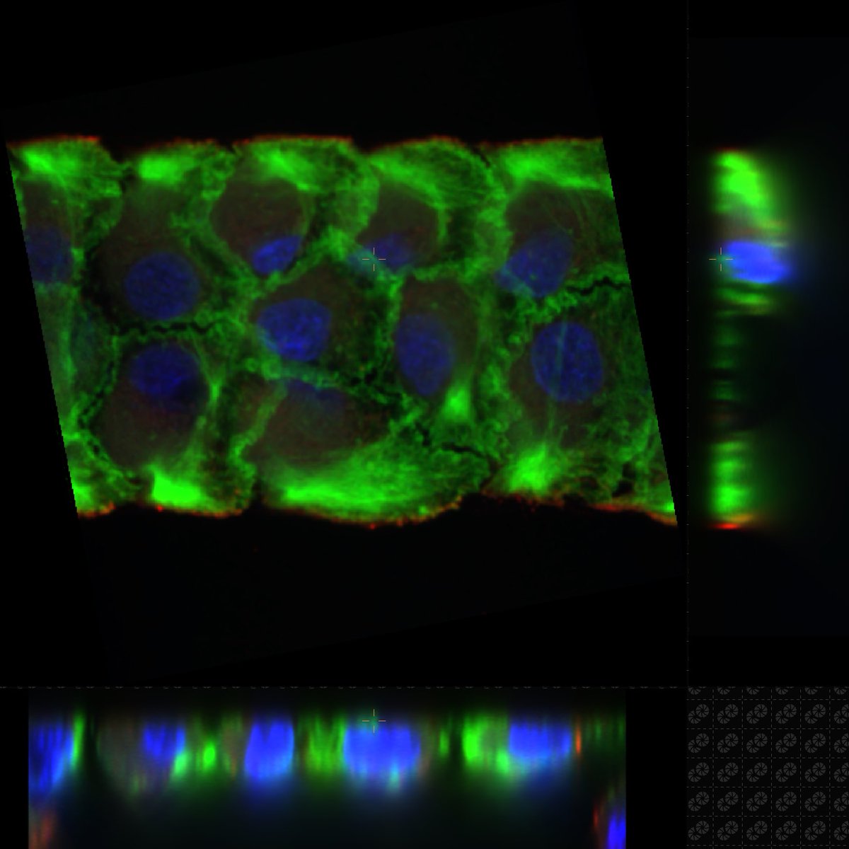 #FluorescenceFriday and cryptic lamellipodia        ⁦<a href="/NikonBelgique/">Nikon Belgique</a>⁩
