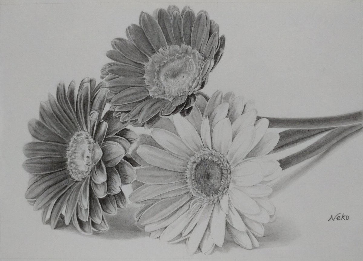 neko (=^・ｪ・^=)🐾🐾 on X