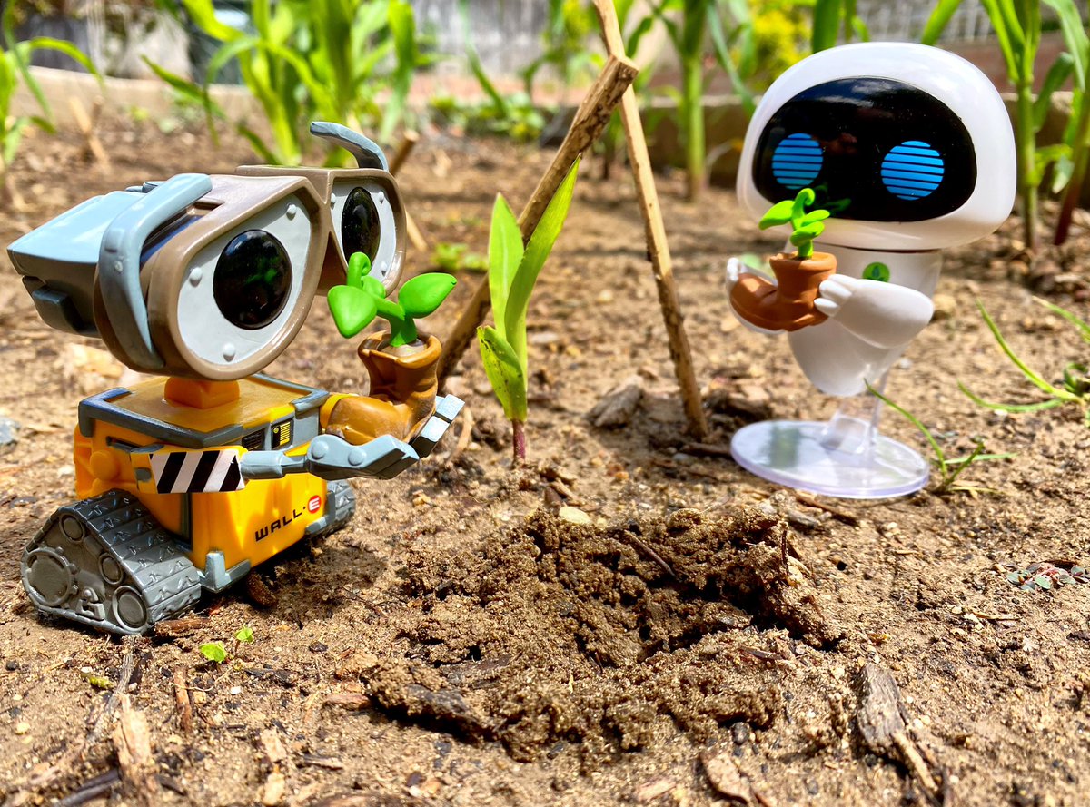 ComicsZombie's tweet photo. Happy #earthday everyone! Plant some veggies today!
#funkophotoadaychallenge #walle #funkofunatic @originalfunko @disney #eve #fotw #buynlarge #planting #earthday2022 #corn #vegetables #sprouts #green https://t.co/sWE1FDhvVE