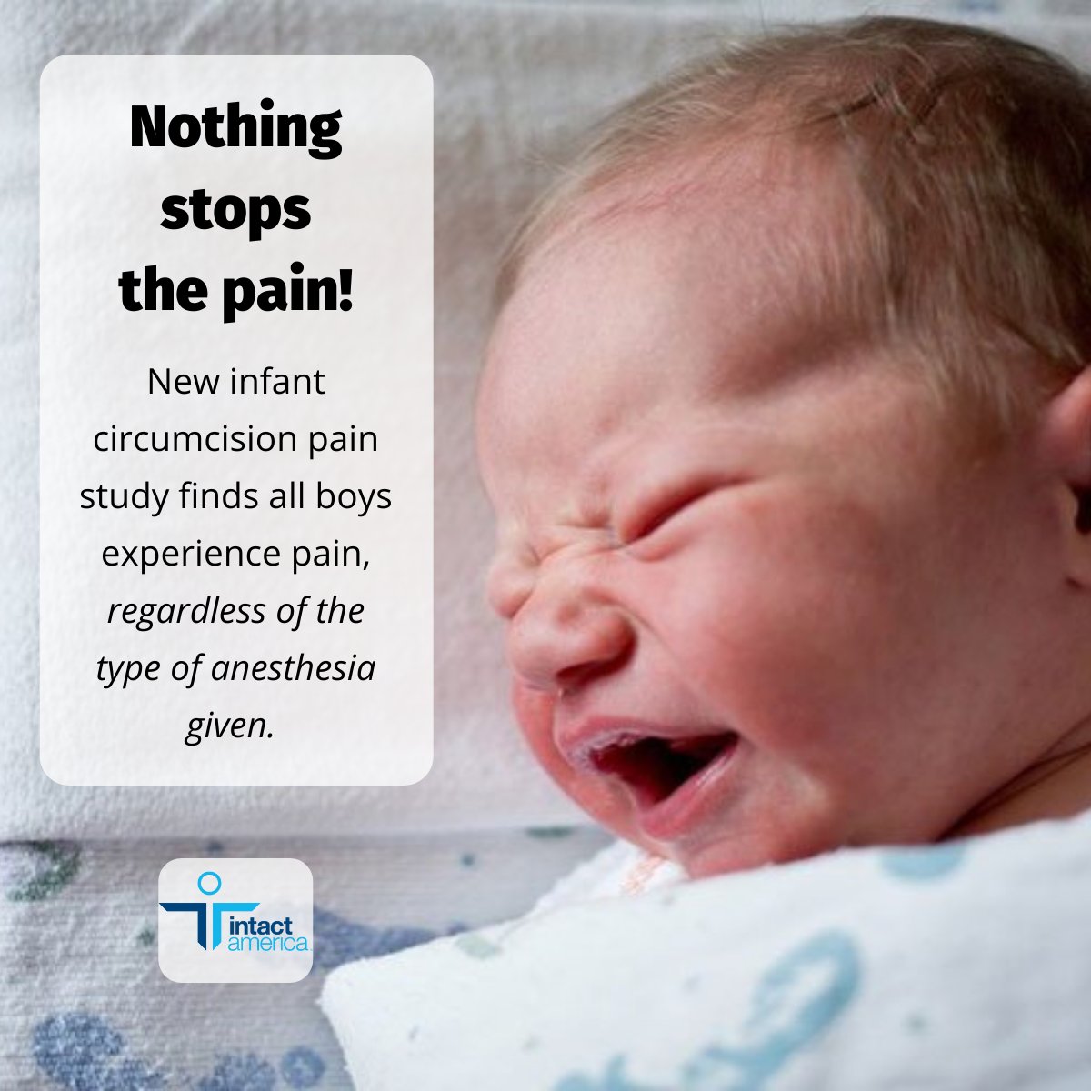 intactamerica's tweet photo. Babies endure unfathomable pain when their foreskins are torn off and cut from their penises. A new study says anesthetics don't help. https://t.co/EdwbApHXkM  #circumcision #endthepain #pain #babyboys https://t.co/lHVunK9DeZ