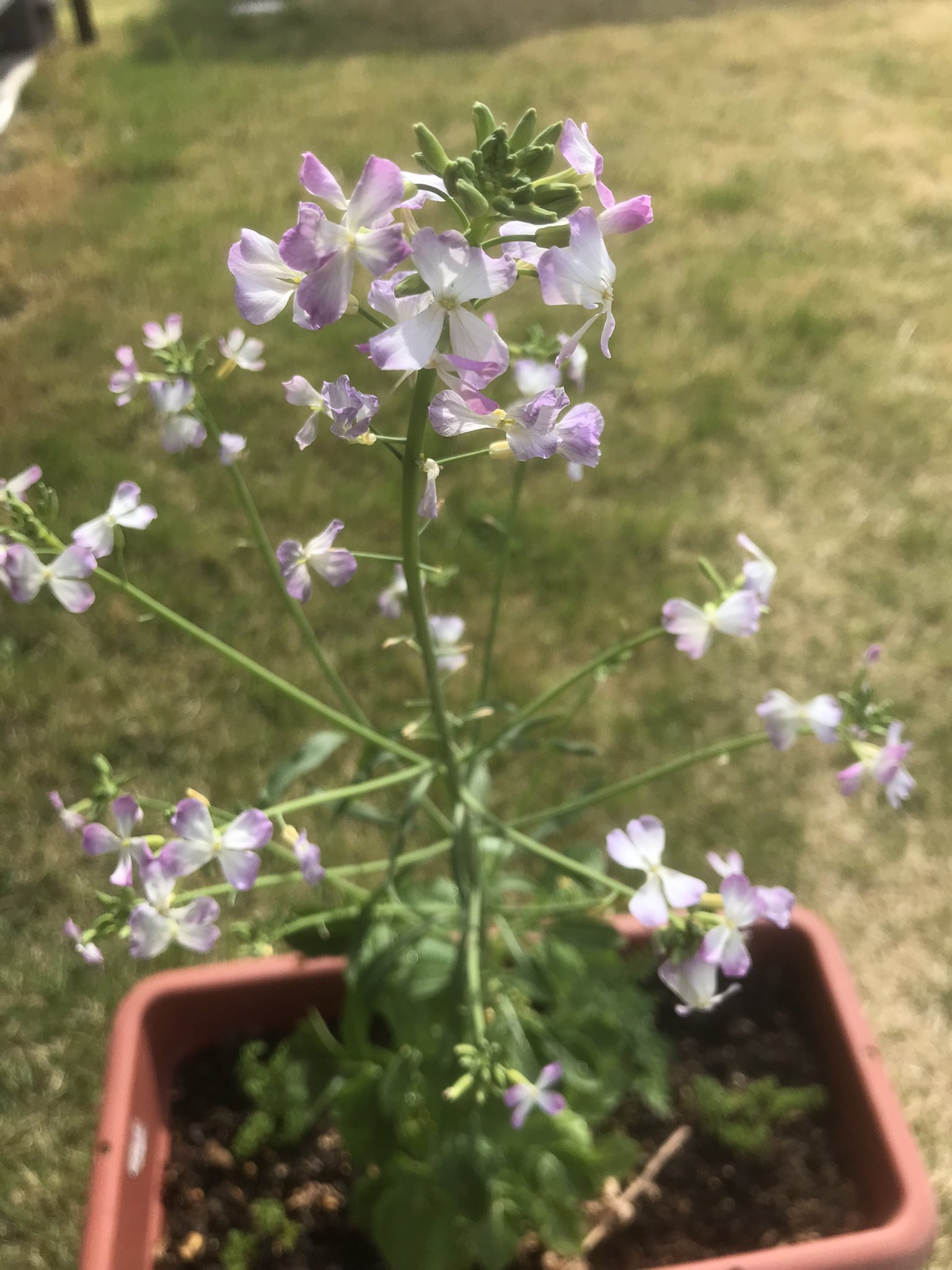 金井 宣茂 Astro Kanai Twitter