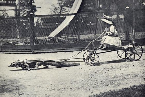 Crocodile Cart, 1900