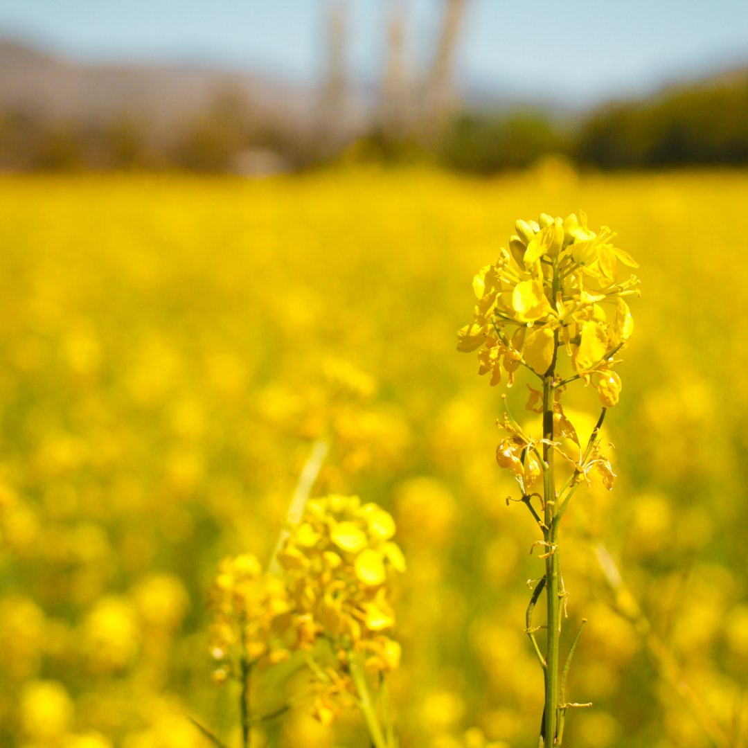 2020SeedLabs's tweet image. Our webinar is almost here! We’re exploring the benefits of our intercontinental labs and how year-round testing helps operations like yours make informed decisions for better yields and profitability. Click below to save your free seat! 

ow.ly/F4QA50IIbq7