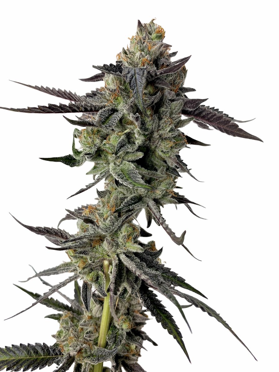 the_lemonnade's tweet photo. WA ‼️ get yr hands on the exclusive { Yellow Roses } drop at 📍@cookiestacoma today 💨💨💨  @HouseofCultivar @fountainheadus https://t.co/zu9GRNnaek