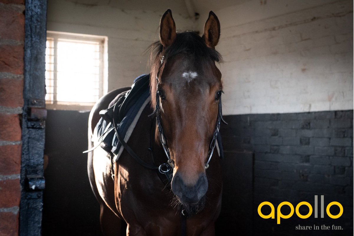 apollohorses's tweet photo. Our handsome Caravaggio x Out Of Time colt before exercise this morning. 

We are looking forward to welcoming owners to our first Apollo “Naming day” this Saturday!

#shareinthefun https://t.co/ajf6FvW8sm