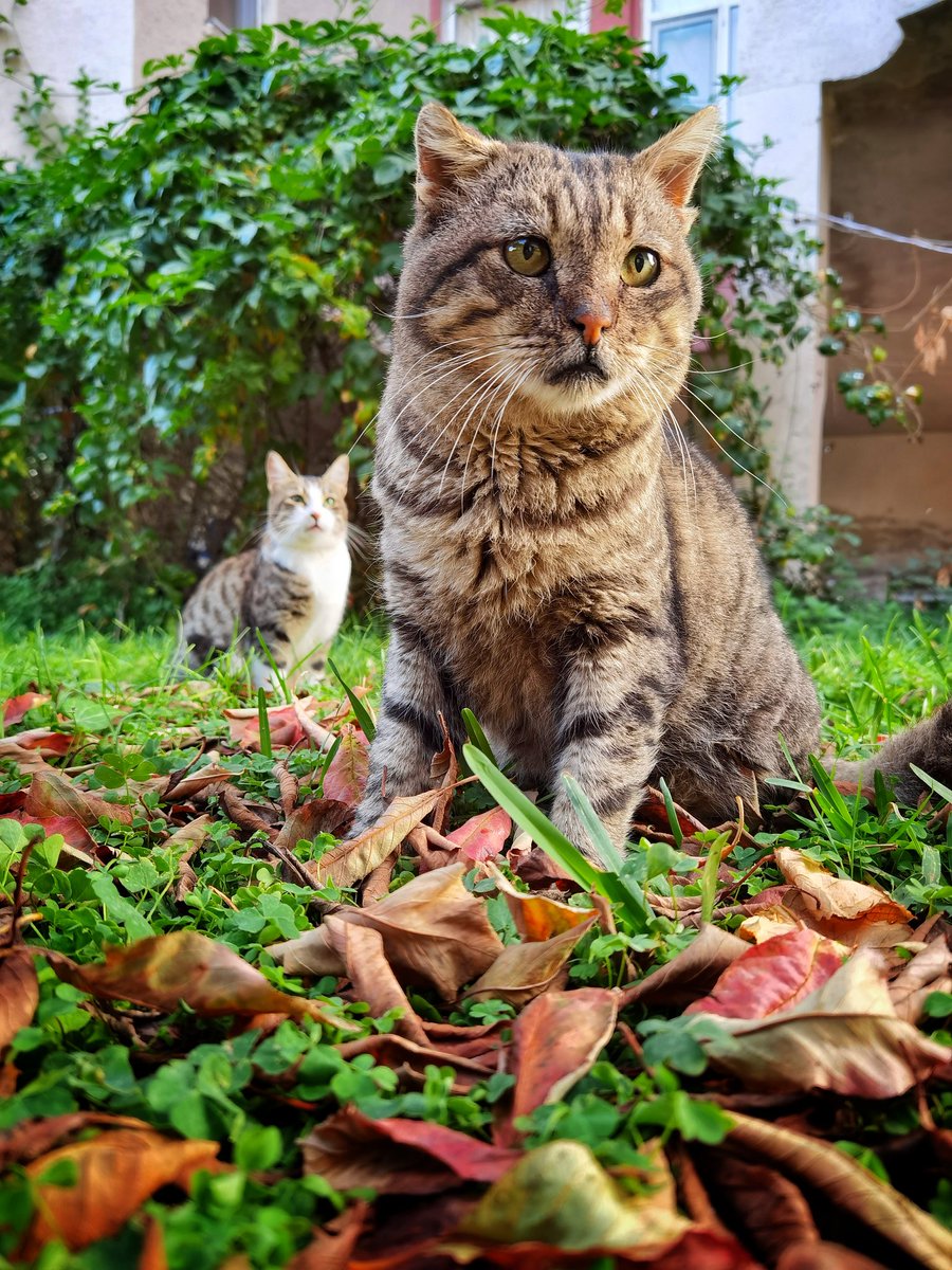 hilalseyhan's tweet photo. #hilalseyhanphotography
#hayvanlaralemi
#Cat
#kedi https://t.co/PuEtwgfbhh