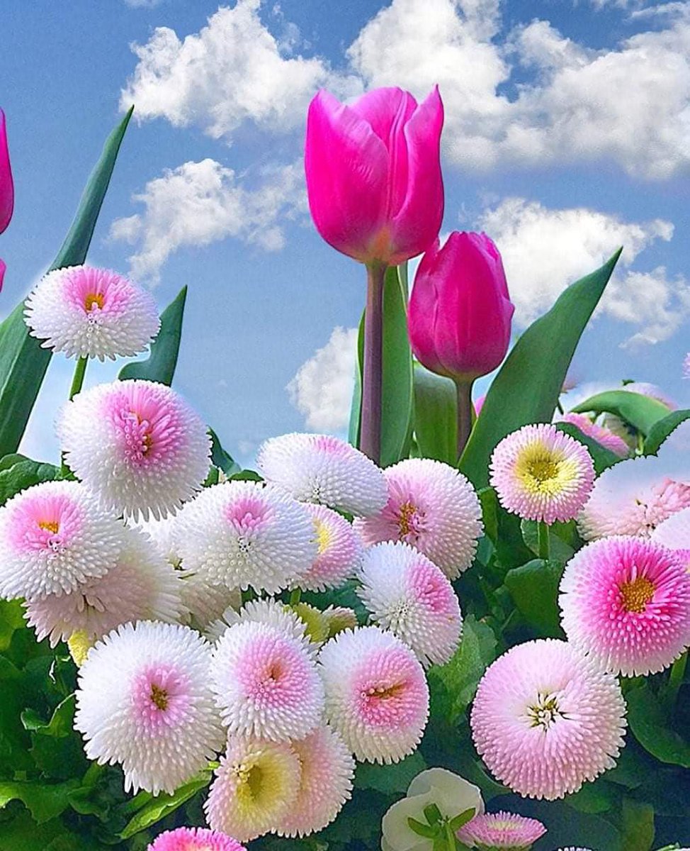 Gokcesu76's tweet photo. #colorfulphotography #nature #naturephotography color pink🌺🍒🌷🤗🤗🤗🌺🌷🍒🍄🎊 https://t.co/ITVxJYnEoC