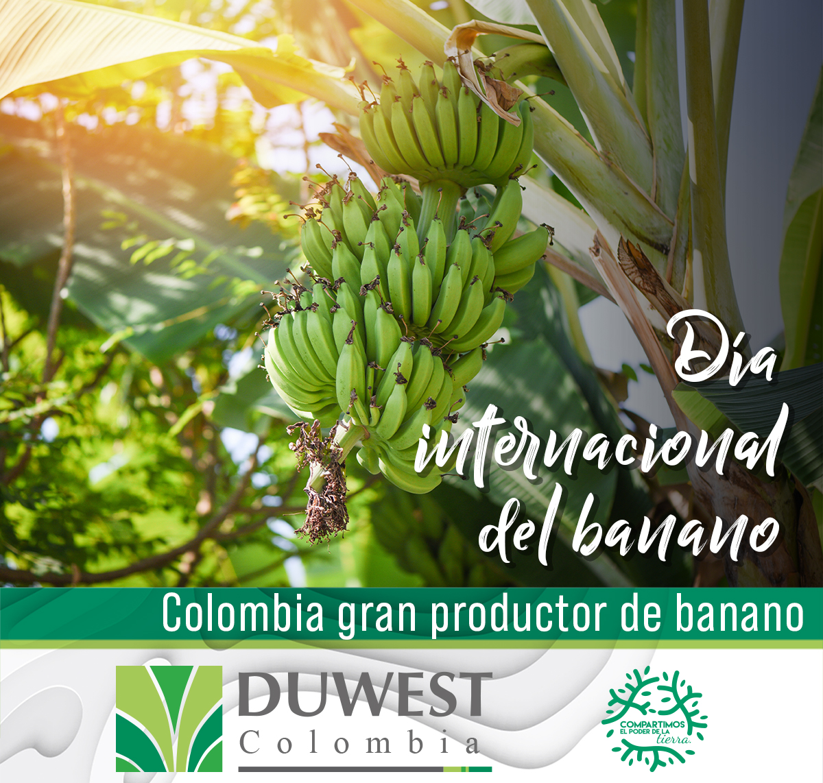 DuwestC's tweet photo. ¿Sabías que?:
El banano o banana es la segunda fruta más consumida en el mundo después del tomate, adicionalmente Colombia es uno de los mayores productores del banano del mundo.
#banano #Colombia #agricultura #campo #campocolombiano https://t.co/7MmM9CDRsq