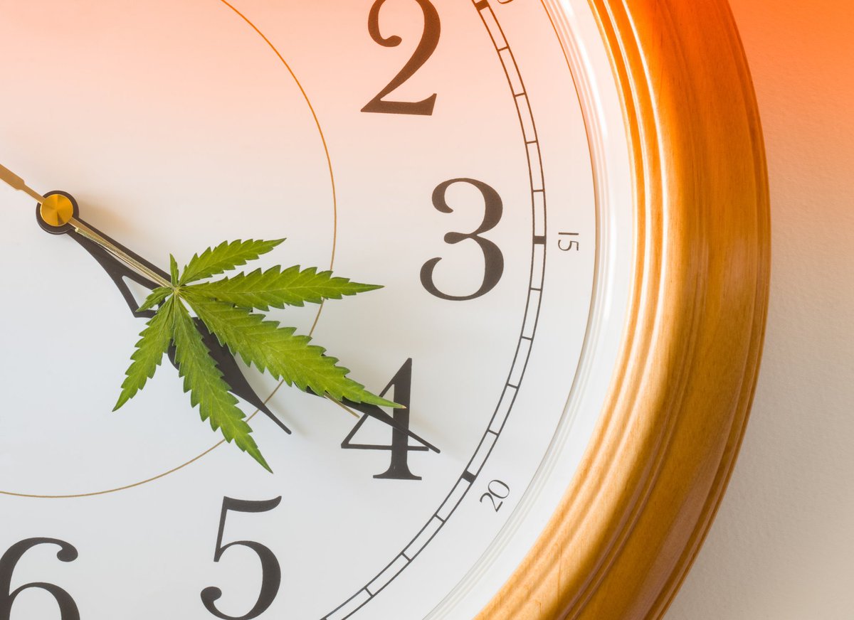 WeedOrganic's tweet photo. Enjoy your organic cannabis this 420🌿 Happy 420 from WeedOrganic 😎 #organic #organicweed #organiccannabis #cbd #isyourweedorganic #420day https://t.co/b7H1m7gXnU