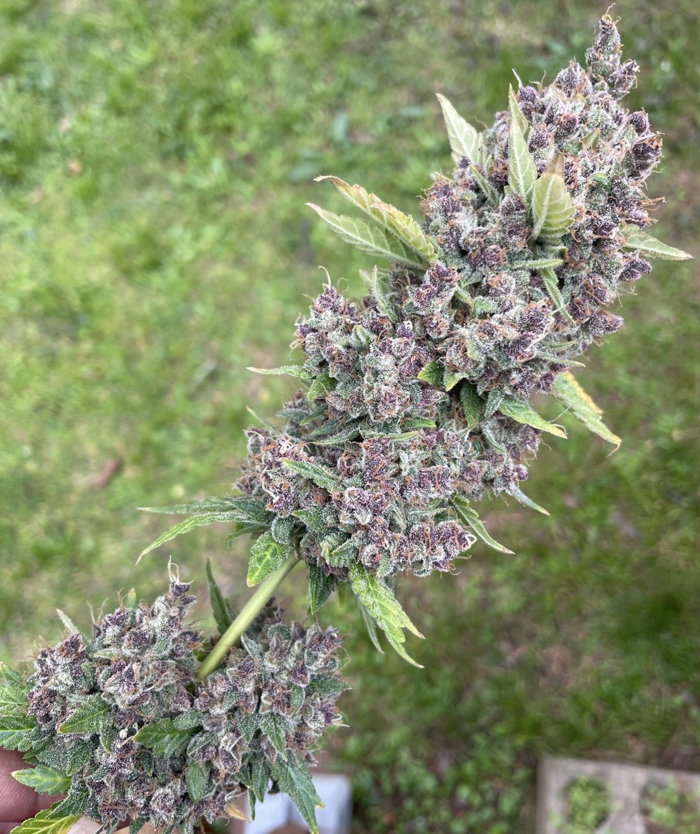 lemmegrowfirst's tweet photo. 🚨GIVEAWAY TIME!🚨

This one is for my growers novice and expert alike! 

Rules:

—RT this tweet!
—Drop a # between 1 &amp; 420 
—Use hashtag #LGF420

MUST be following to win! 

3 winners will receive a 5pk of Princess Banana Autoflowering seeds &amp; limited edition holographic slaps! https://t.co/0csJ5fiDDP