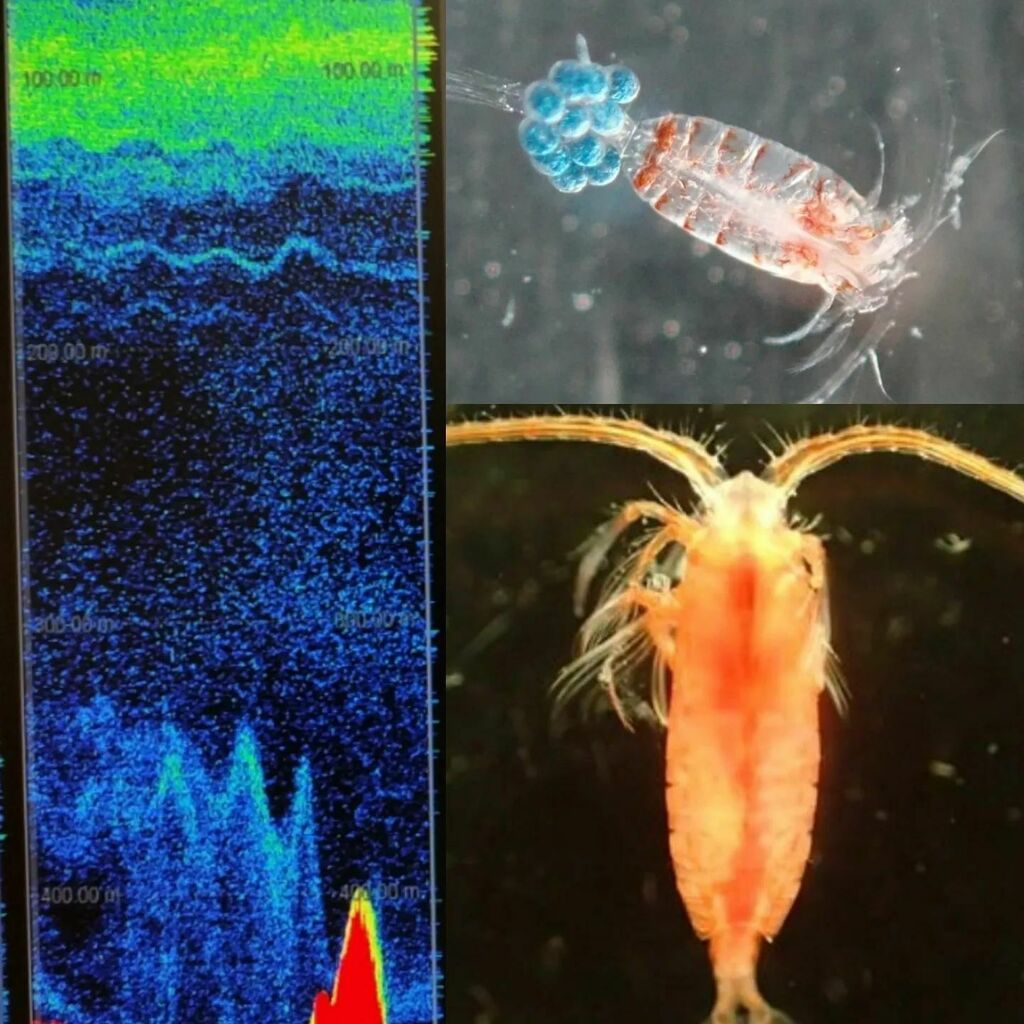 Warren_Lab's tweet photo. We are looking for a post doc to join our group investigating copepods using echosounders and nets. Two year position. Search closes May 18. Details: https://t.co/MjbI7NdcOt https://t.co/uKt8tjZL4N https://t.co/u1GWOxQrG6