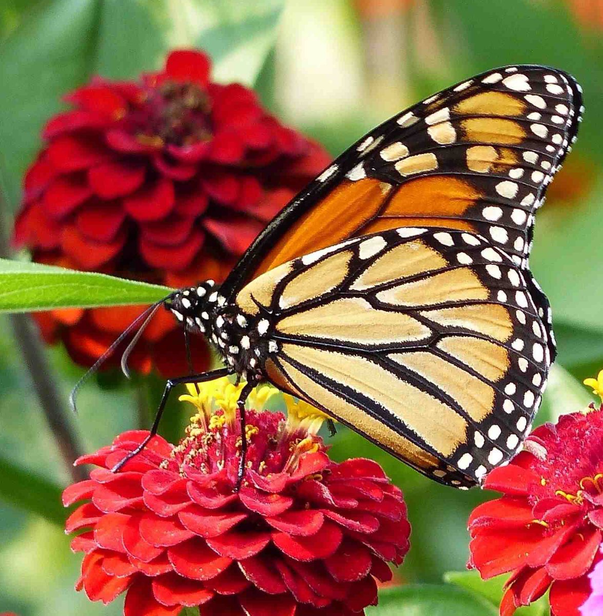 Cathhewat123's tweet photo. @otrogoga60 @Justina_LGND @Angel_Stockler @LadyYAZNE @LIONXCL3W @THE_LGND_ @Angel__LGND @WALLI27 @RosaNegra_08 @byhaluk3 @nena_bovb51 @GTX3O @G16 @_90_ @K2T ✾#Ꮩ̼̐͜͡Ꮠ͋͢Ꭾ
✾#LGND
✾#KENN3N
✾#AdryDrive
✾#HOMEL3ND
❈@Justina_LGND
✿@Angel_Stockler
✴️@Cathhewat123
✿@LadyYAZNE
❈@LIONXCL3W
❈@THE_LGND_
✿@Angel__LGND
✴️@WALLI27
❈@otrogoga60
❈@RosaNegra_08
✴️@byhaluk3
✿@nena_bovb51
❈@GTX3O
✿@G16
❈@_90_
✿@K2T
#FriendsF 💕 https://t.co/XzFpKsyIDA