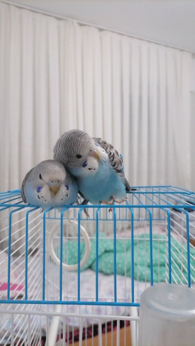 Iyı geceler ben yatar