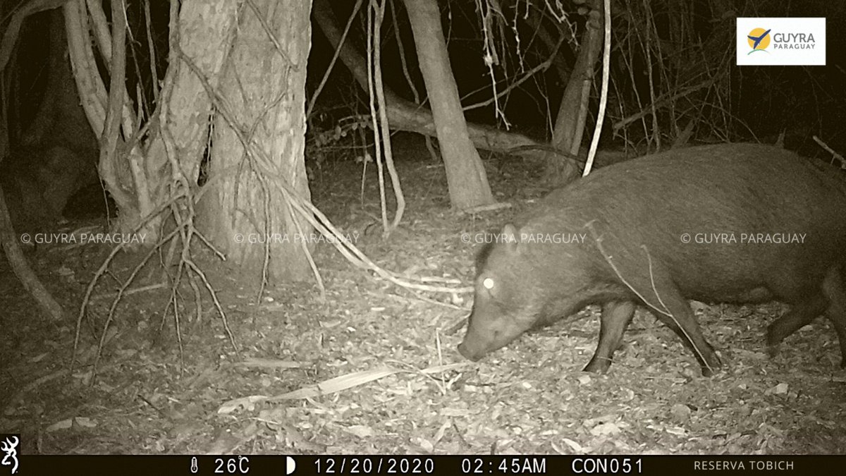 Guyra Paraguay tweet media