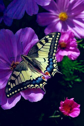 Cathhewat123's tweet photo. @otrogoga60 @RosaNegra_08 @Justina_LGND @Angel_Stockler @LadyYAZNE @LIONXCL3W @THE_LGND_ @Angel__LGND @WALLI27 @byhaluk3 @nena_bovb51 @GTX3O @G16 @_90_ @K2T ✾#Ꮩ̼̐͜͡Ꮠ͋͢Ꭾ
✾#LGND
✾#KENN3N
✾#AdryDrive
���#HOMEL3ND
❈@Justina_LGND
✿@Angel_Stockler
✴️@Cathhewat123
✿@LadyYAZNE
❈@LIONXCL3W
❈@THE_LGND_
✿@Angel__LGND
✴️@WALLI27
❈@otrogoga60
❈@RosaNegra_08
✴️@byhaluk3
✿@nena_bovb51
❈@GTX3O
✿@G16
❈@_90_
✿@K2T
#FriendsF 💕 https://t.co/0NhN5NzWNQ