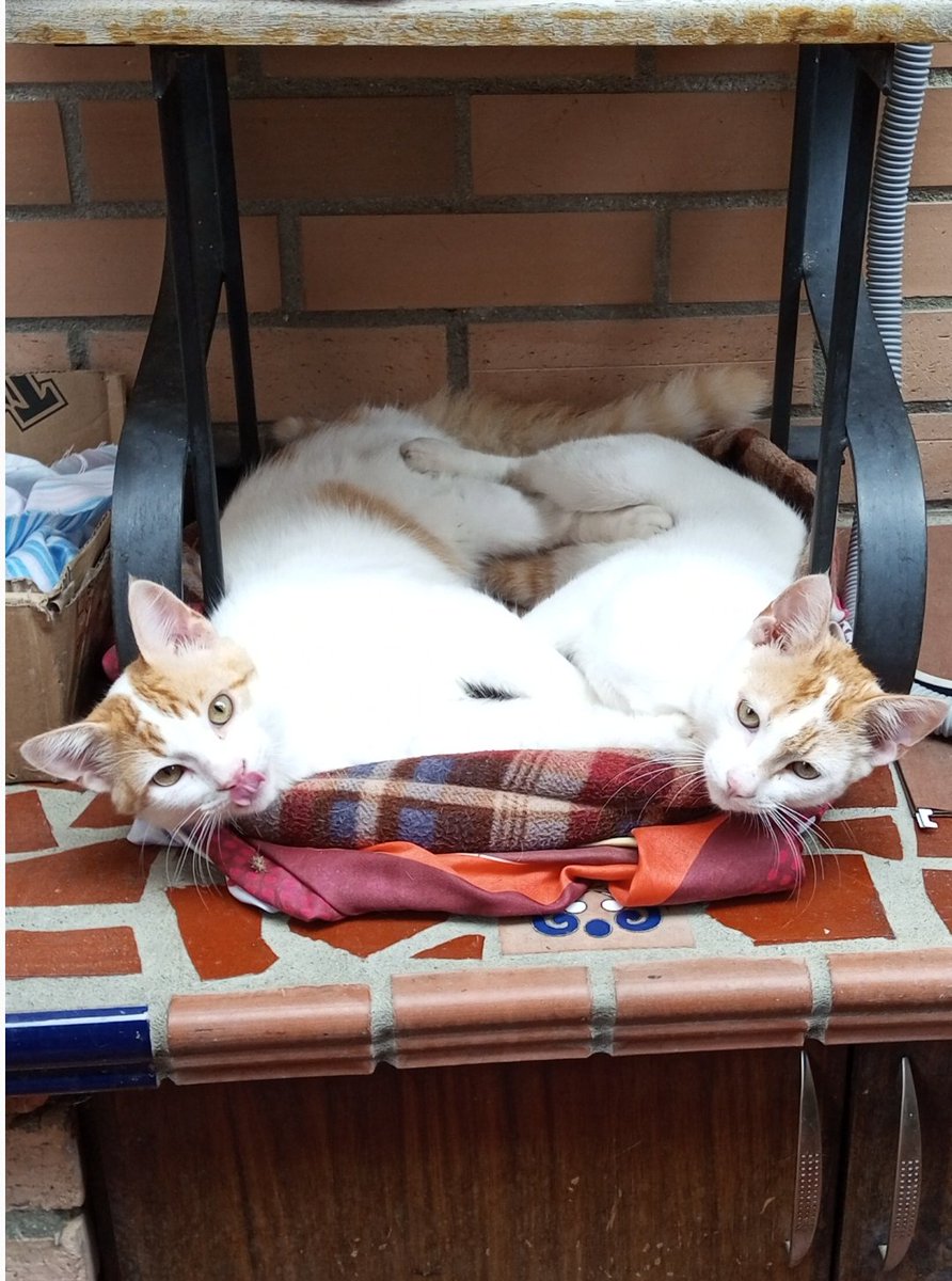tamarataurina's tweet photo. Descansando después de un día de mucho trabajo🤣😂
Los amo🐈❤️
#Fieros
#cats
#AdopcionResponsable https://t.co/aWbIvZRUvs