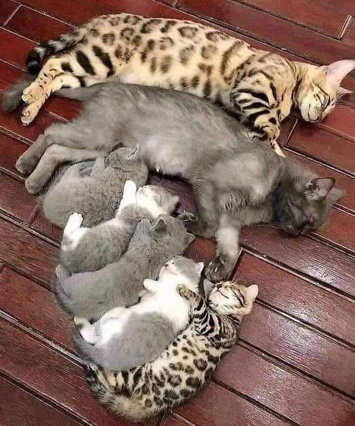 dawnybj's tweet photo. Mommas dream ❤️❤️❤️❤️❤️❤️❤️ @LeoTheBengal 😹 https://t.co/v57hCkfAZ7