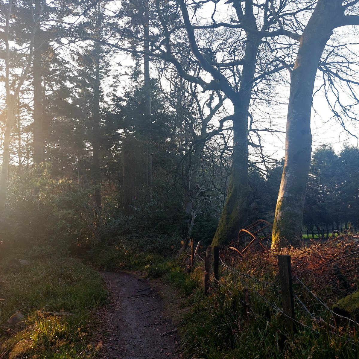 wlhaydock's tweet photo. Walking, walking, walking.  #Woodlands #beautifullight #favouritecolours https://t.co/GgvrXUYfTC