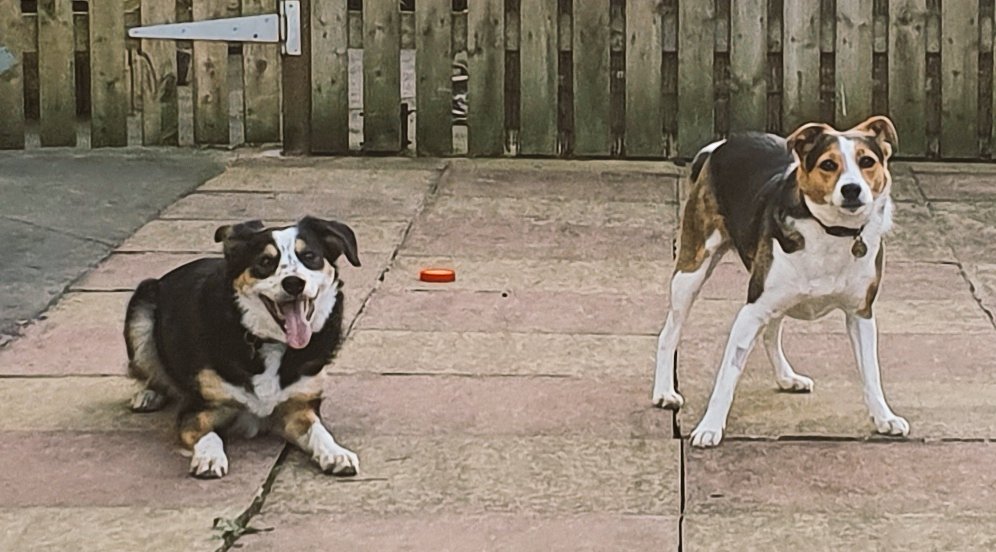 LianPate's tweet photo. Girls are a bit keen tonight
I've been served with Jack's best ball and they're ready for action
#borderjack #jackster #shepster #getdownshep #sheepdog #DogsofTwittter https://t.co/Y8bc1dxX9d