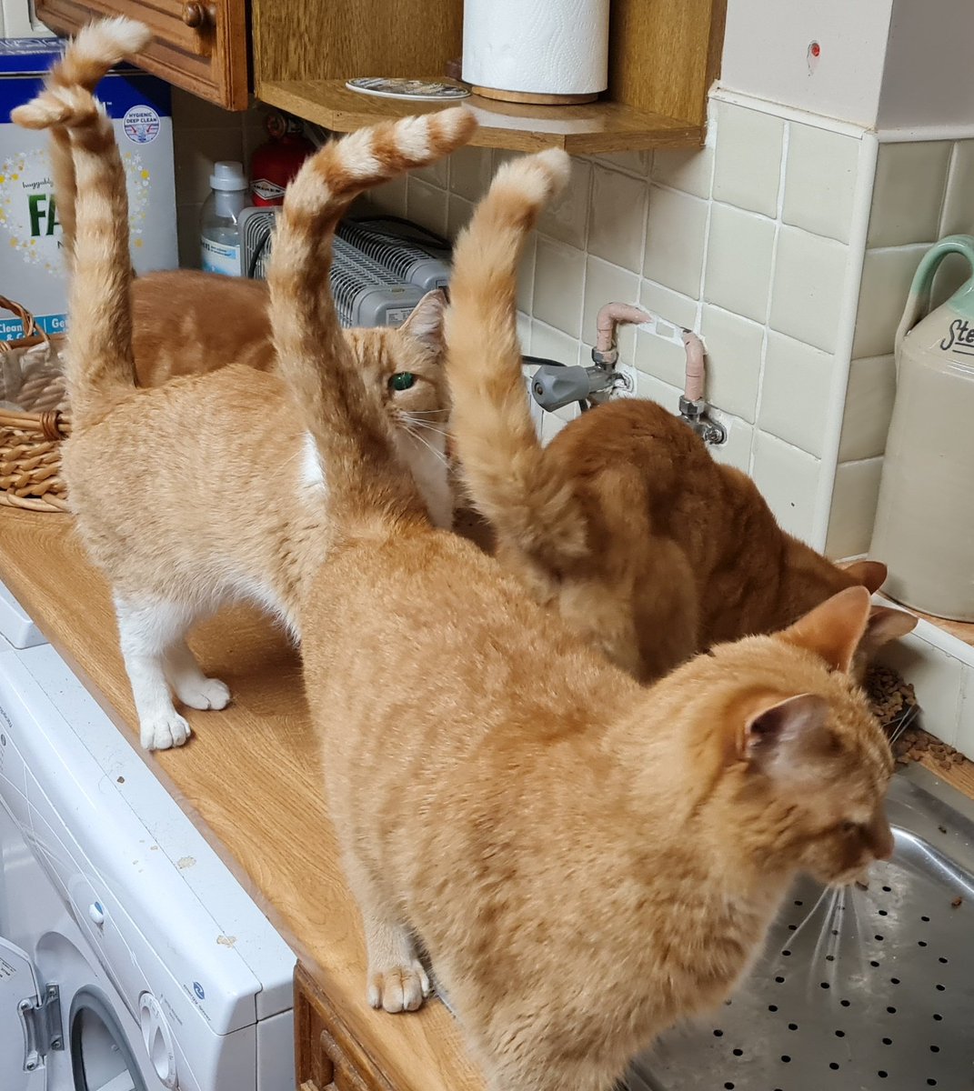 no1sunkfarmer's tweet photo. You'd think they never got fed. 4 hungry #CookingFats they have cat biscuits adlib and a meaty pouch every night. #HeadsorTails #Wilma #Betty #Fred #Barney #thecatstones #yabbadabbaialwaysfeedyou https://t.co/k7U2blza33