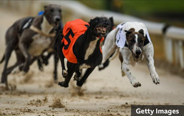 MSPs urged to call for ban on greyhound racing amid doping concerns bbc.co.uk/news/uk-scotla… @bbcnews MT @SageHounds @markruskell #Bangreyhoundracing #Scotland 🏴󠁧󠁢󠁳󠁣󠁴󠁿