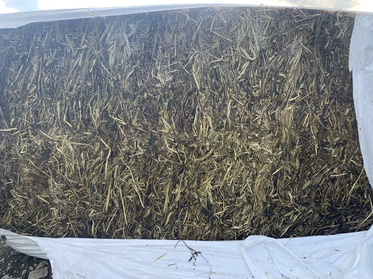 110 bales red clover for sale. 5x3x3. $60/bale obo