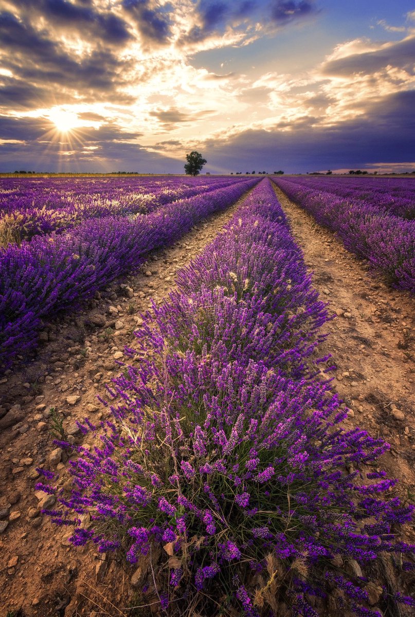 Manto morado 💜

#naturaleza #fotografíadepaisaje #lavanda