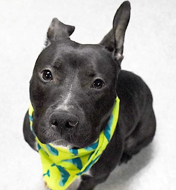 ginachron's tweet photo. #NYCACC
IN GREAT DANGER
TBK THU 4/21
> 3k Stipend/Pledges
MIA 11m #133307🆘
Overlooked! A great vol favourite, baby Mia zips about w toys, shy then loving new friends +brims w joy. Anxious in shelter +needs N East Foster or Adopter w no dogs +a soft place to land. Kids13+ LINKS⬇️ https://t.co/vnGQ3Yy4Wq